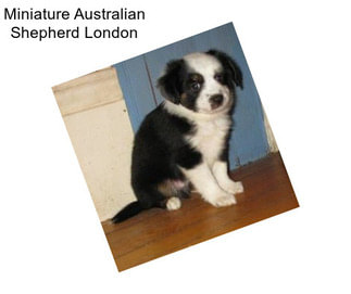 Miniature Australian Shepherd London