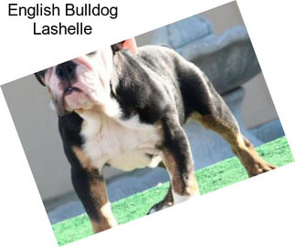 English Bulldog Lashelle