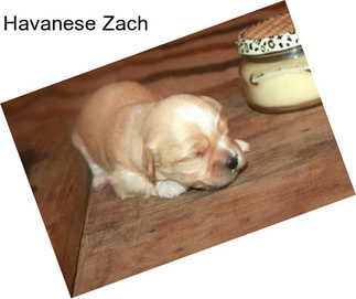 Havanese Zach