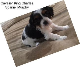 Cavalier King Charles Spaniel Murphy