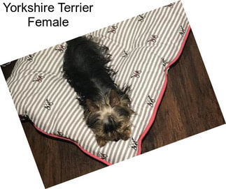 Yorkshire Terrier Female