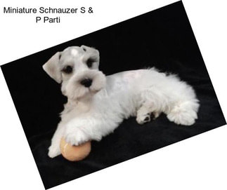 Miniature Schnauzer S & P Parti