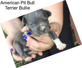 American Pit Bull Terrier Bullie