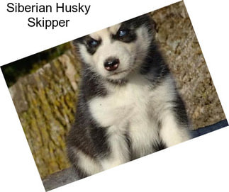 Siberian Husky Skipper