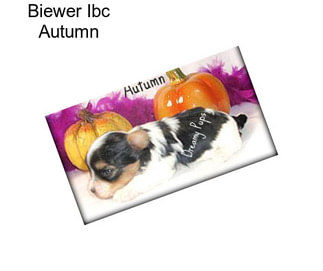 Biewer Ibc Autumn