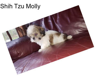 Shih Tzu Molly