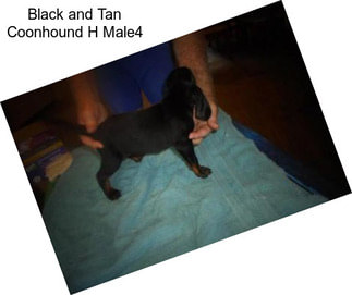 Black and Tan Coonhound H Male4