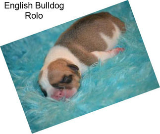 English Bulldog Rolo