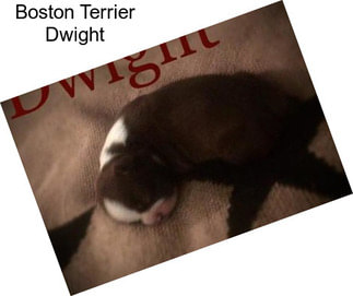 Boston Terrier Dwight