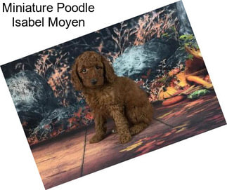 Miniature Poodle Isabel Moyen