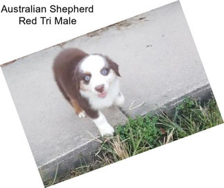 Australian Shepherd Red Tri Male