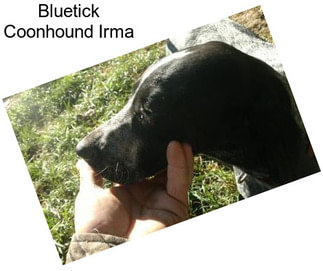 Bluetick Coonhound Irma