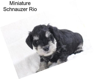 Miniature Schnauzer Rio