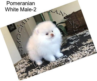 Pomeranian White Male-2
