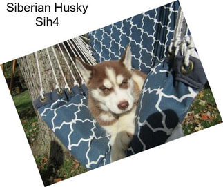 Siberian Husky Sih4