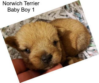 Norwich Terrier Baby Boy 1