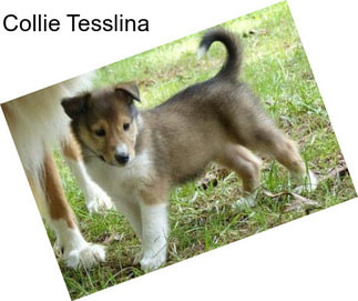 Collie Tesslina