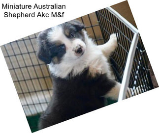 Miniature Australian Shepherd Akc M&f