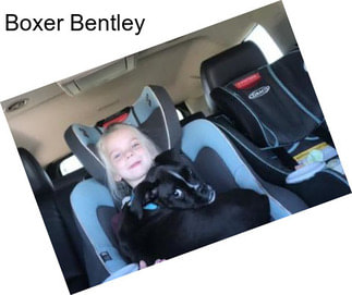 Boxer Bentley