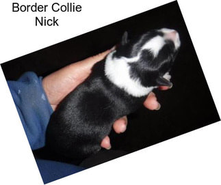 Border Collie Nick