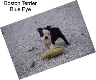 Boston Terrier Blue Eye