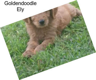 Goldendoodle Ely