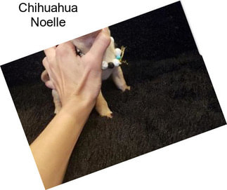 Chihuahua Noelle