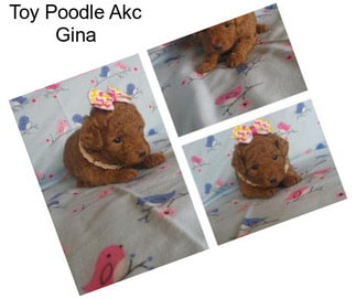 Toy Poodle Akc Gina