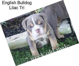 English Bulldog Lilac Tri