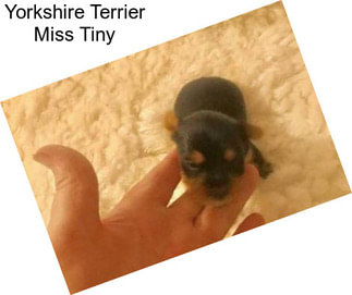 Yorkshire Terrier Miss Tiny