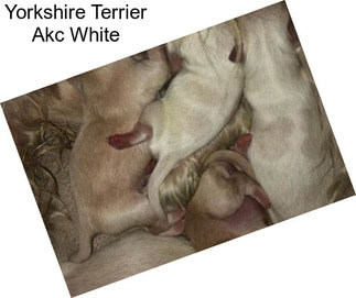 Yorkshire Terrier Akc White