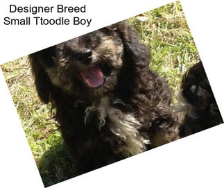 Designer Breed Small Ttoodle Boy