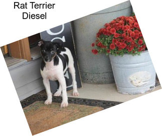 Rat Terrier Diesel