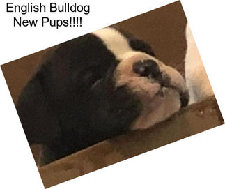 English Bulldog New Pups!!!!