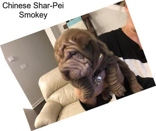 Chinese Shar-Pei Smokey