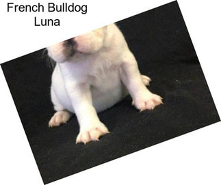 French Bulldog Luna