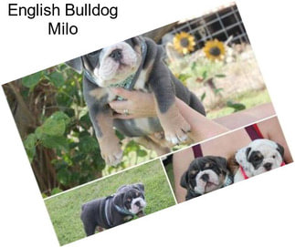 English Bulldog Milo