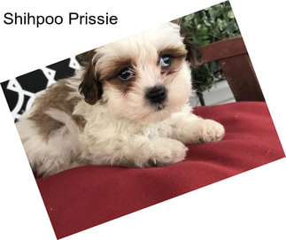 Shihpoo Prissie