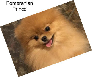 Pomeranian Prince