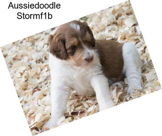 Aussiedoodle Stormf1b