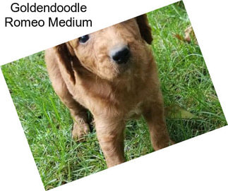 Goldendoodle Romeo Medium