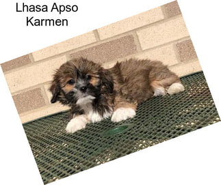 Lhasa Apso Karmen