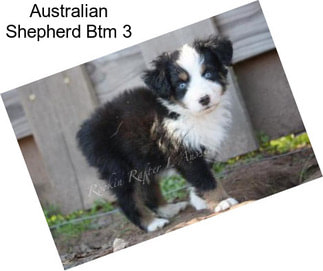 Australian Shepherd Btm 3