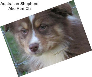 Australian Shepherd Akc Rtm Ch