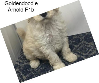 Goldendoodle Arnold F1b