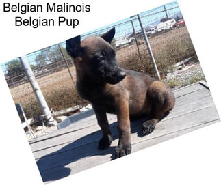 Belgian Malinois Belgian Pup