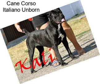 Cane Corso Italiano Unborn