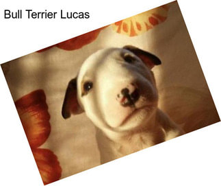 Bull Terrier Lucas