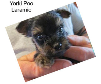 Yorki Poo Laramie