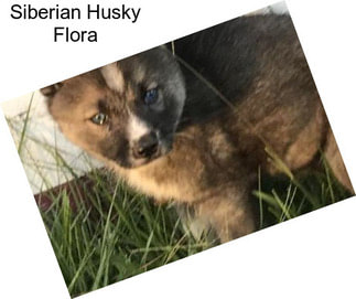 Siberian Husky Flora